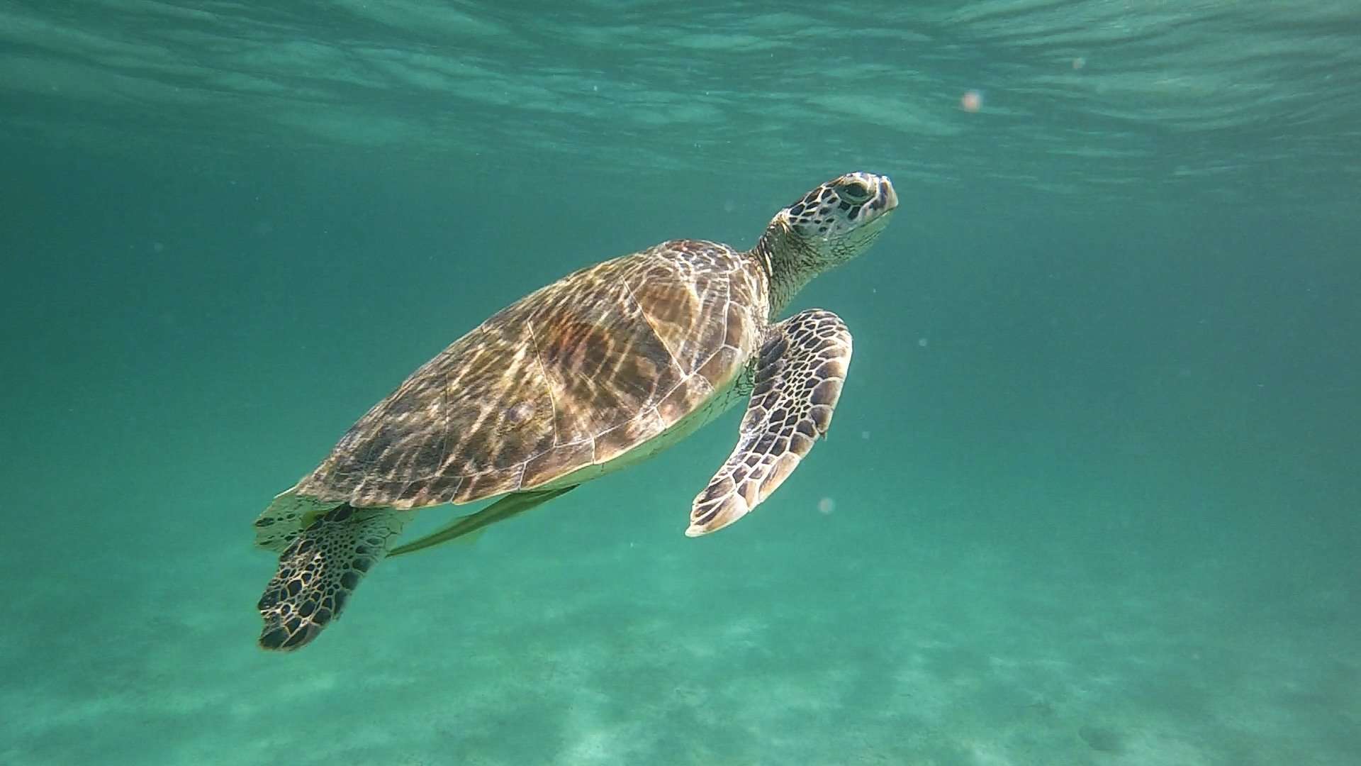 Port Barton Turtle